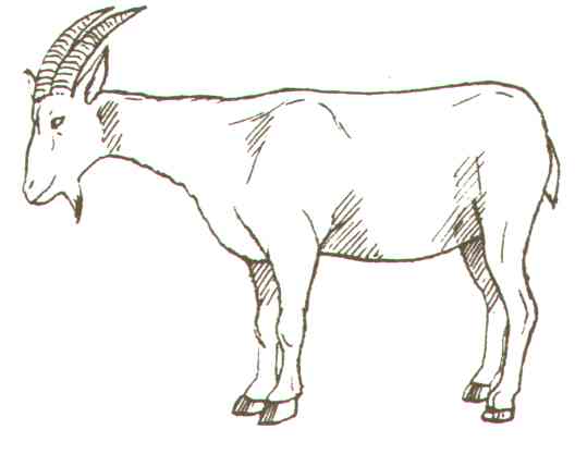 goat.jpg (12237 bytes)