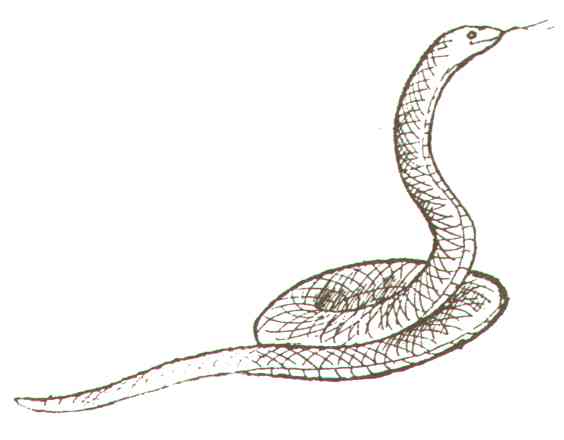 snake.jpg (13231 bytes)